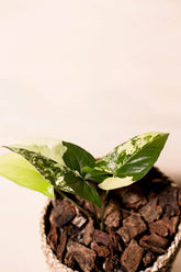 Syngonium alba variegata